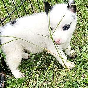 Boy piebald akc husky puppy