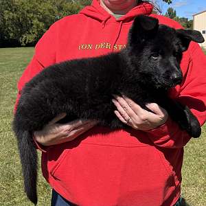 Solid Black Female German Shepherd puppy