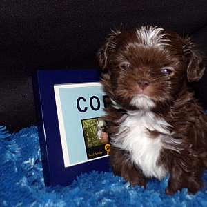 Chocolate Shih Tzu Puppy Rayas Boy