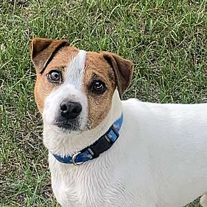 Jack Russell Terrier Male