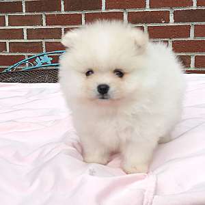 CKC Pomeranian: PIP