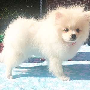 CKC Pomeranian: PIP