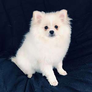 CKC Pomeranian: PIP