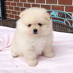 CKC Pomeranian: Waffles