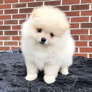 CKC Pomeranian: Waffles