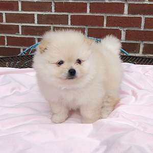 CKC Pomeranian: MARLEY