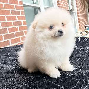 CKC Pomeranian: MARLEY