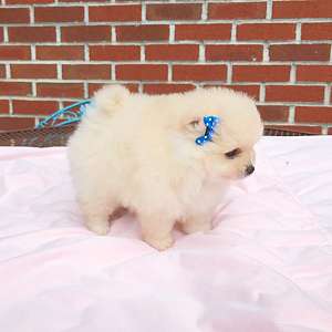 CKC Pomeranian: CANDY