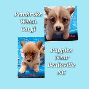 Pembroke Welsh corgi puppies available near Beulaville NC