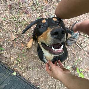 ADOPT - Friendly Hound Mix