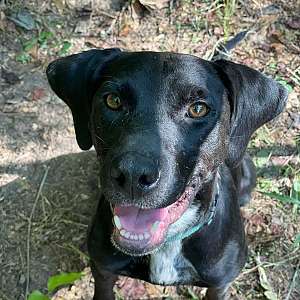 ADOPT - Loving lab mix