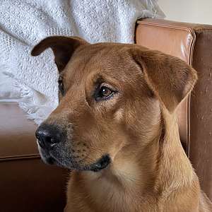 ADOPT - Loving lab mix