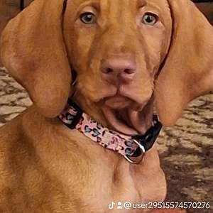 Vizsla Puppy