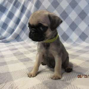 Fawn and Black pug pups