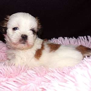 Imperial Female Shih Tzu Rayas Girl