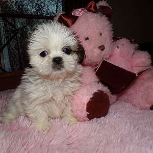 Imperial Female Shih Tzu Rayas Girl