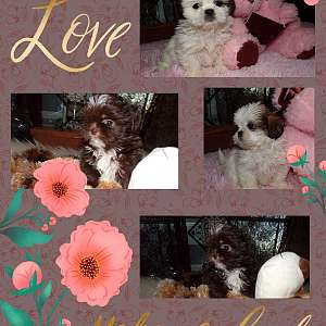 Imperial Female Shih Tzu Rayas Girl