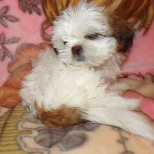 Imperial Female Shih Tzu Rayas Girl