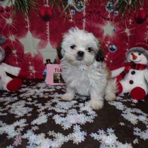 Imperial Female Shih Tzu Xmas Special