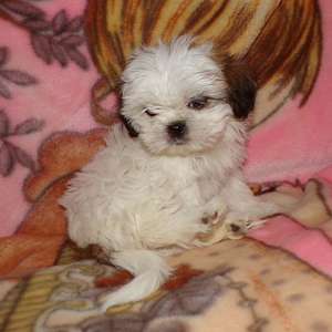 Imperials Shih Tzu Puppies One Female One Male