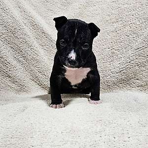 American Bully Puppy