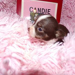 Tiny Chocolate AKC Chihuahua Pupppies