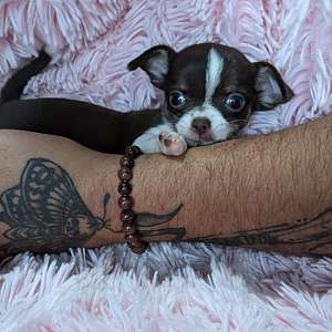 Tiny Chocolate AKC Chihuahua Puppies T Cups