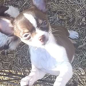 Tiny Chocolate AKC Chihuahua Puppies T Cups