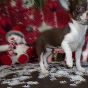 AKC Female Chihuahua Puppy Xmas Special