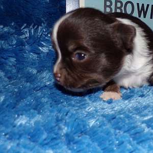 AKC Chocolate Chihuahua Puppy