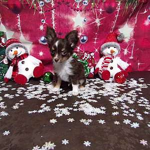 AKC Chocolate Chihuahua Puppy Xmas Special