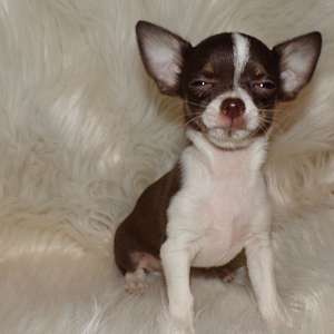 AKC Chocolate Chihuahua Puppies Full AKC