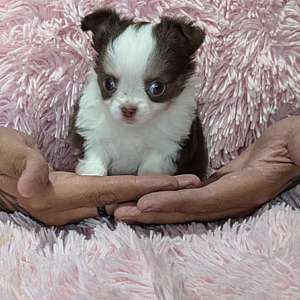 AKC Tiny Chihuahua Puppies