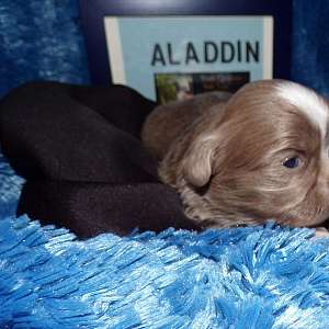 Full AKC Small Standard Size Shih Tzu