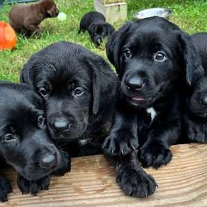 Labradors Puppies in Southern Maryland