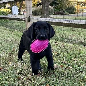 Female lab puppy in Southern Maryland