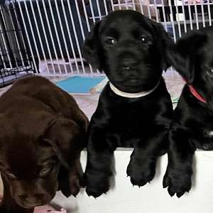 Female lab puppy in Southern Maryland