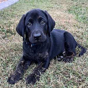 Labradors Puppies in Southern Maryland