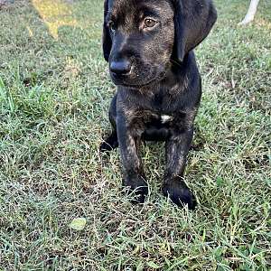 Labradors Puppies in Southern Maryland