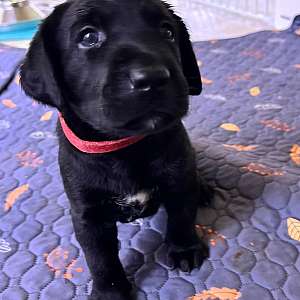 Labradors Puppies in Southern Maryland