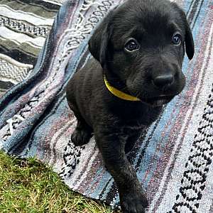 Labradors Puppies in Southern Maryland