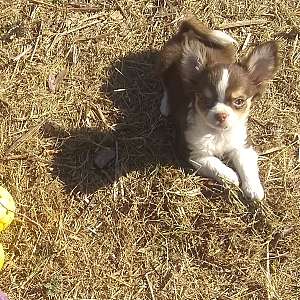 AKC Long Coat Apple Head Chihuahua Puppy