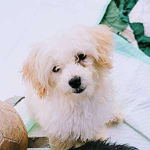 Malti-Poo