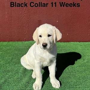 AKC Male White Lab Puppy