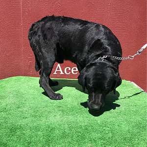 AKC Male Black Lab