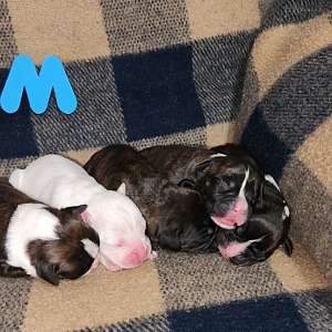 Purebred Boxer pups