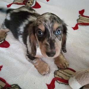 AKC Mini Silver Dapple Long Haired Dachshund FLASH