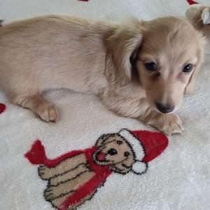 AKC Mini Cream Long Haired Male Dachshund TUCKER