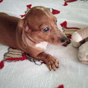 AKC Mini Red Dapple Short Haired Female Dachshund SASSY