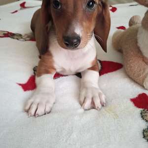 CKC Mini Red & White Short Haired Dachshund MAX